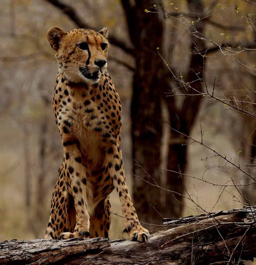 कूनो में जन्मी चीता ‘मुखी’ का तीसरा जन्म-दिन गौरव का क्षण : मुख्यमंत्री डॉ. यादव