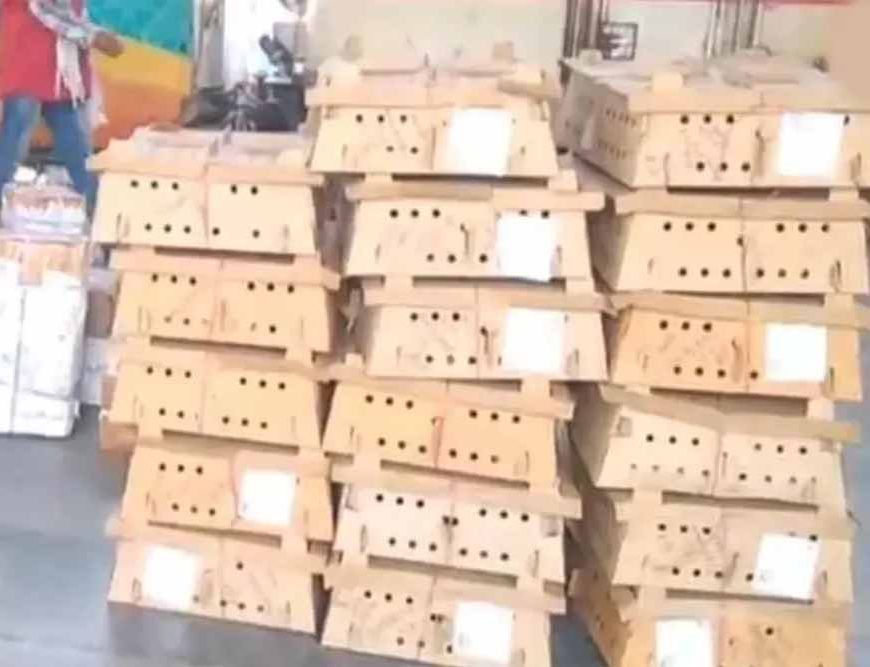 बर्ड फ्लू के डर के बीच बिलासपुर स्टेशन पर चूजों की खेप पहुंची, मचा हड़कंप