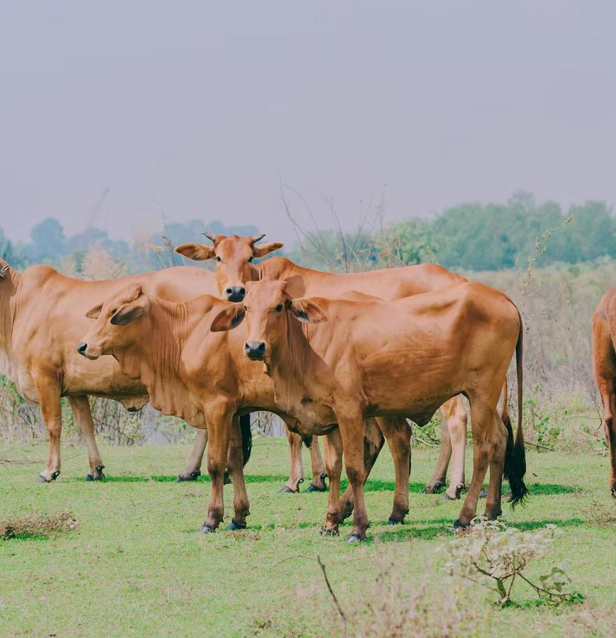 गुरुग्राम-नूंह सीमा पर बनेगा हरियाणा का पहला 'गौ अभ्यारण्य', 100 एकड़ में 10 हजार पशुओं को मिलेगा आश्रय