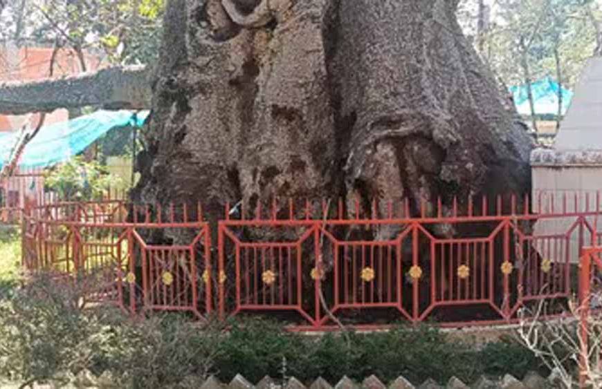 5 हजार साल पुराने पारिजात वृक्ष पर संकट: यूपी में ‘देव वृक्ष’ बीमार, इलाज में जुटे वैज्ञानिक