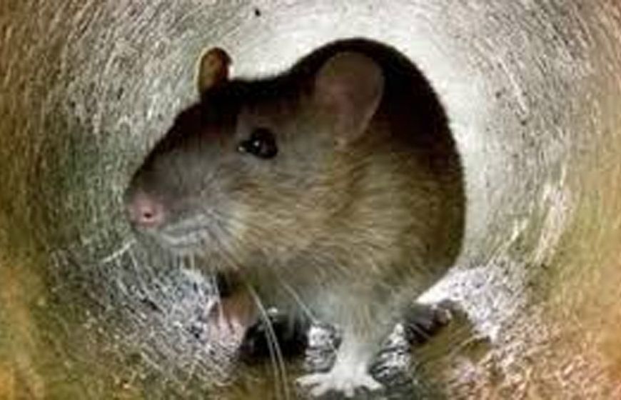 बिहार में 'रेटॉल पेस्ट' पर लगा पूर्ण प्रतिबंध, ऑनलाइन और ऑफलाइन बिक्री पर रोक, आदेश जारी