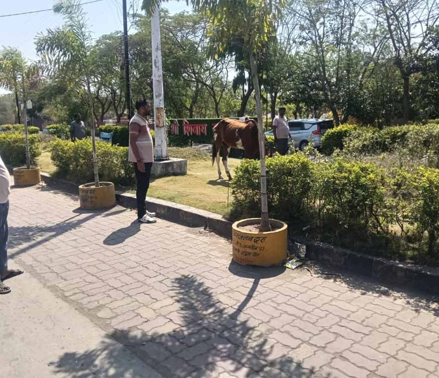 पार्क में ‘घोड़े की मौज’: तीन दिन से घास चर रहा था, नगर पालिका ने किया ‘गिरफ्तार’