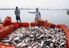 मछली उत्पादन में 45% की छलांग, अब झींगा पालन से ‘नीली क्रांति’ की तैयारी
