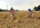 पंजाब में गेहूं पर मौसम की मार! विशेषज्ञों ने भारी नुकसान की जताई आशंका