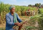 बिहार में गन्ना किसानों को राहत, हर जिले में बनेंगे कस्टम हायरिंग सेंटर