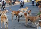 प्रदेश में खूंखार हो रहे स्ट्रीट डॉग्स, जानिए क्यों? एक्सपर्ट बोले: गर्मी में आक्रामक हो जाते हैं; सतना में 3 घंटे में 40 लोगों को काटा
