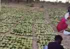 बारिश-ओलों की मार से तेंदूपत्ता खराब, मौसम की मार से संग्रहण भी प्रभावित