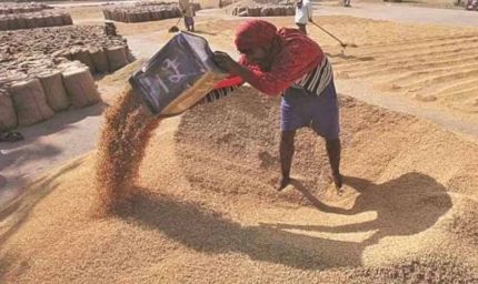 पंजाब में आज से शुरू होगी गेहूं खरीद, आढ़तियों की हड़ताल जारी, सरकार ने बनाई वैकल्पिक व्यवस्था