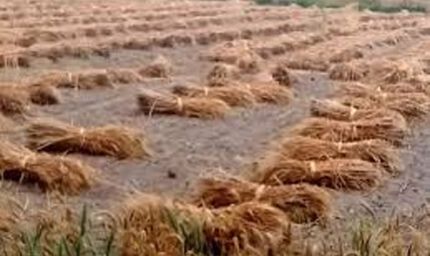 राजस्थान में मौसम का महा-अलर्ट, ओलावृष्टि से सरसों और जीरे की फसलें तबाह, 2 अप्रैल से फिर सक्रिय होगा नया सिस्टम