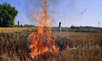 इस बार गेहूं अवशेष जलाने वालों पर केंद्र की कड़ी नजर, 10,500 अधिकारी तैनात, सैटेलाइट से होगी निगरानी