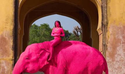 जयपुर में ‘गुलाबी हाथी’ फोटोशूट पर बवाल, विदेशी फोटोग्राफर को लोगों ने घेरा