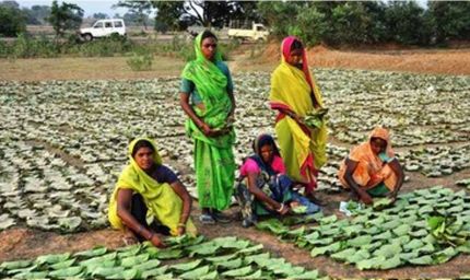 छत्तीसगढ़ में तेंदूपत्ता संग्रहण का बड़ा लक्ष्य: 16 लाख बोरा, 51 समितियां जिम्मेदार