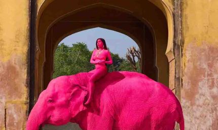 पिंक सिटी के फोटोशूट पर गहराया विवाद, गुलाबी रंग में रंगी गई हथिनी की मौत के बाद जांच शुरू