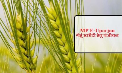 अनूपपुर जिले में गेहूँ उपार्जन 15 अप्रैल से प्रारंभ, 6 केंद्र निर्धारित