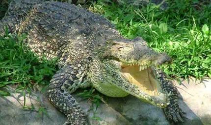 पीलीभीत,मौत के जबड़े से बेटे को खींच लाया पिता, निहत्थे होकर मगरमच्छ से भिड़ गए प्रेम शंकर