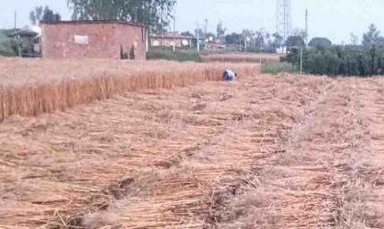 हरियाणा के कई जिलों में ओलावृष्टि और बारिश, मौसम विभाग ने जारी किया ऑरेंज अलर्ट