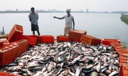 मछली उत्पादन में 45% की छलांग, अब झींगा पालन से ‘नीली क्रांति’ की तैयारी