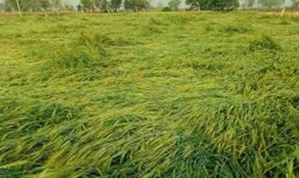 राजस्थान में तूफानी बारिश और आंधी का कहर, जयपुर में दो की मौत और फसलों को भारी नुकसान