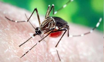 लुधियाना में डेंगू का खतरा बढ़ा, मरीजों की संख्या 100 के पार