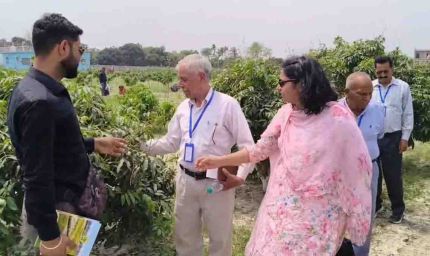 मुजफ्फरपुर की शाही लीची का पंजाब में जलवा, पठानकोट के किसान सीख रहे हाई डेंसिटी प्लांटेशन के गुर