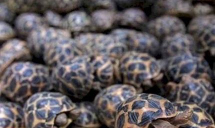 रेल मार्ग से दुर्लभ प्रजाति के वन्यजीवों की तस्करी का बड़ा नेटवर्क एक्सपोज