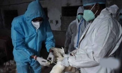 बिलासपुर में बर्ड फ्लू अलर्ट: जांच के लिए AIIMS टीम पहुंची, 10 किमी दायरे में सर्वे शुरू