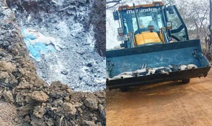 छत्तीसगढ़ में अफ्रीकन स्वाइन फीवर का कहर: 200 सूअरों की मौत, रिपोर्ट पॉजिटिव आते ही फार्म सील