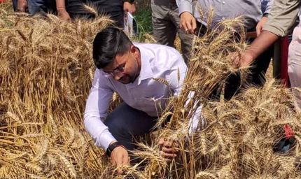 खेत में उतरे DM साहब: Anshul Kumar ने खुद काटा गेहूं, जिले में चर्चा तेज