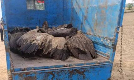 यूपी में रहस्यमयी घटना: आसमान से गिरे 28 गिद्ध, तड़प-तड़प कर मौत से दहशत