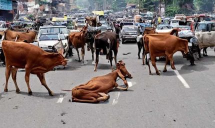 मध्य प्रदेश के 40 लाख आवारा पशुओं को मिलेगा 12 अंकों का खास कोड, केसरिया टैग से होगी पहचान