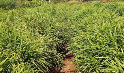 एक जिला एक उत्पाद योजना से बदली तस्वीर, अदरक की खेती से दोगुना मुनाफा कमाया