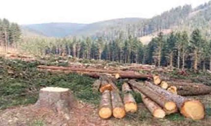 पंचकूला के जंगलों से 1148 खैर के पेड़ों की तस्करी, आईएफएस अधिकारी समेत तीन पर केस दर्ज करने के आदेश