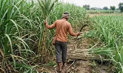 यूपी गन्ना किसान, पहली बार घर बैठे ऑनलाइन मिलेगी उन्नत गन्ना बीज की सटीक जानकारी