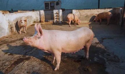 ₹18 हजार से शुरू हुआ सफर: पिग फार्मिंग से शिव राम की ₹3 लाख तक की कमाई