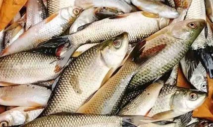 पटना बनेगा पूर्वी भारत का फिशरीज हब, नंदलाल छपरा में खुलेगा राष्ट्रीय मत्स्य विकास बोर्ड का क्षेत्रीय कार्यालय