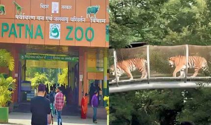 पटना जू में जल्द दहाड़ेगी सफेद बाघिन, दिल्ली और रोहतक से आएंगे कई नए दुर्लभ वन्यजीव