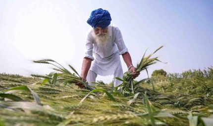 यूपी में बेमौसम बारिश और ओलों का कहर,गेहूं की 40% फसल बर्बाद, किसानों के समर्थन में मैदान में उतरे CM योगी