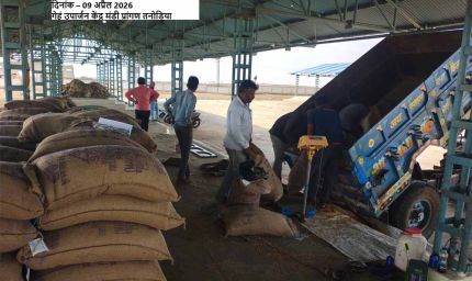 समर्थन मूल्य पर पहले दिन हुई 1616 क्विंटल गेहूँ की खरीदी : खाद्य मंत्री राजपूत
