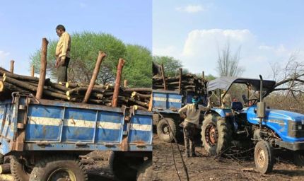 शासकीय भूमि पर पेड़ों की अंधाधुंध कटाई, सरपंच–उपसरपंच पर मिलीभगत के गंभीर आरोप