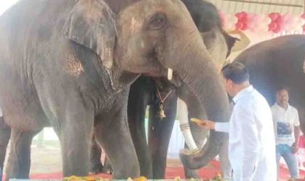 जयपुर के हाथी गांव में मना अनंत अंबानी का जन्मदिन, हाथियों ने काटा ढाई फीट ऊंचा केक और 3000 किलो फलों की उड़ाई दावत