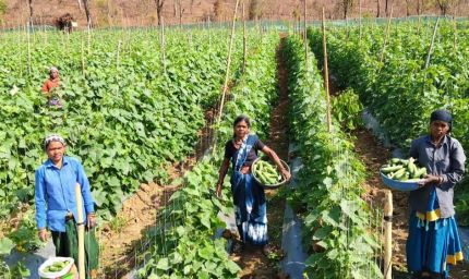 खीरा की खेती ने बदली सुभद्रा की जिंदगी, बिहान योजना से बनी लखपति दीदी