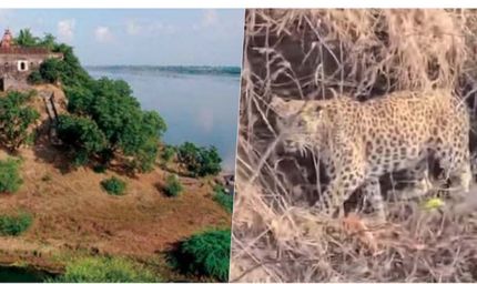 नर्मदा में बोटिंग के दौरान चट्टानों पर आराम करता दिखा तेंदुआ, पर्यटकों में मची हलचल