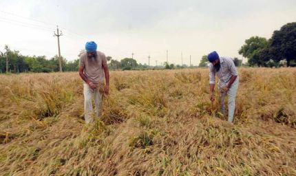 पंजाब में गेहूं पर मौसम की मार! विशेषज्ञों ने भारी नुकसान की जताई आशंका