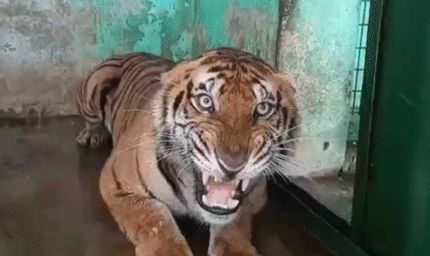 कानन में खास खुराक: बाघ-बाघिन को चिकन, 17 दिन बाद सांपों को मिले चूजे