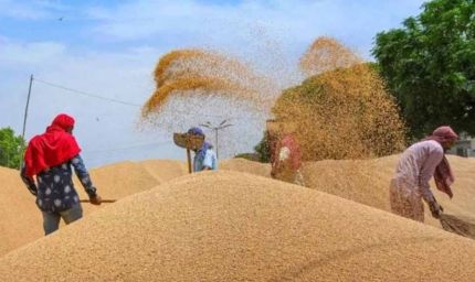 ग्वालियर में 14 हजार से अधिक किसान सरकारी समर्थन मूल्य पर बेचेेंगे गेहूं