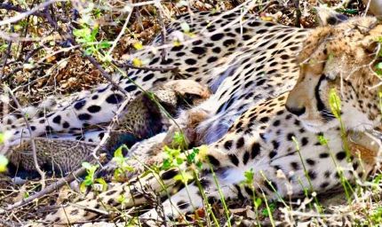 कूनो से फिर मिली बड़ी खुशखबरी, चीता गामिनी ने 4 शावकों को दिया जन्म