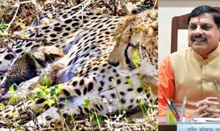 कूनो में खुशखबरी: मादा चीता गामिनी ने दिए 4 शावकों को जन्म, मुख्यमंत्री डॉ. यादव ने दी बधाई