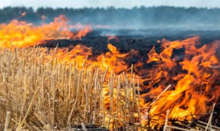 पराली प्रबंधन में पंजाब का बजा डंका, जलाने की घटनाओं में 94% कमी, मिला 'स्कॉच सिल्वर अवॉर्ड