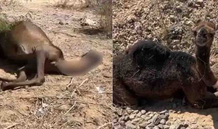 जैसलमेर में दर्दनाक हादसा: ट्रेन से मरी ऊंटनी के पास 3 दिन तक रोता रहा बच्चा