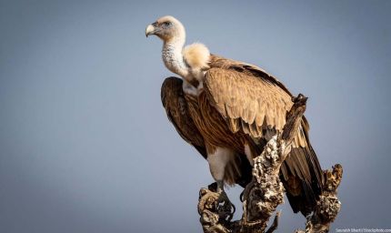 वन विहार हो रहा है गिद्ध संरक्षण के अंतर्राष्ट्रीय उत्कृष्टता केंद्र के रूप में स्थापित